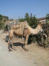 Camel patiently waits