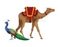 Camel and peacock icon cartoon Royalty Free Stock Photo