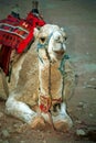 Camel, Petra, Jordan