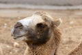 Camel portrait