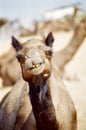 Camel portrait, Pushkar India Royalty Free Stock Photo