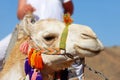 Camel portrait Royalty Free Stock Photo