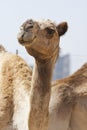 Camel portrait Royalty Free Stock Photo