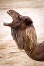 Camel portrait