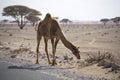 Camel portrait