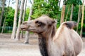 camel portrait. Arabian brown Camel Face Close-up