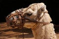 Camel portrait Royalty Free Stock Photo