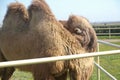 Camel owners leave their animals roam more less free . Pretty harmless and a nice tourist attraction . Camels graze