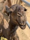 Camel Royalty Free Stock Photo