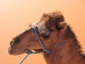 Camel portrait, Erg Chebbi Royalty Free Stock Photo