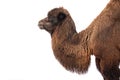 camel portrait isolated on white background Royalty Free Stock Photo