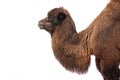 camel portrait isolated on white background