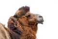 Camel portrait isolated