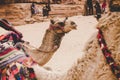 Camel portrait Middle East sand stone environment space soft focus picture Royalty Free Stock Photo