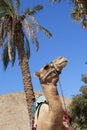 Camel portrait, palm tree Royalty Free Stock Photo