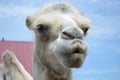 Camel portrait photo of camel closeup large Royalty Free Stock Photo