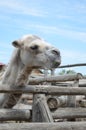 Camel portrait photo of camel closeup large Royalty Free Stock Photo