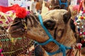 Camel portrait Rajasthan puskar Camel festival Jaisalmer tattoo