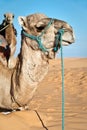 Camel portrait in the Sand dunes desert of Sahara