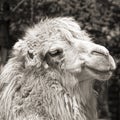 Camel portrait (vintage sepia shot) Royalty Free Stock Photo