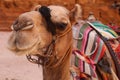 Camel posing in front of the Treasury in Petra, Jordan Royalty Free Stock Photo