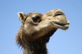 Camel profile