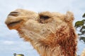 Camel profile Royalty Free Stock Photo