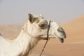 Camel in Profile, white camel in desert Royalty Free Stock Photo