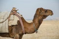 Camel profile Royalty Free Stock Photo