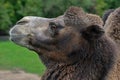 Camel profile Royalty Free Stock Photo