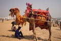 camel in puri sea beach at sunny day Royalty Free Stock Photo