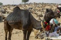 Camel Pushkar fair