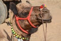 Camel, Pushkar, India