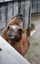 The camel puts out the head from the open-air cage. Moscow Zoo.