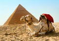 Camel Pyramid Of Giza, Egypt Royalty Free Stock Photo