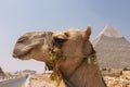 Camel at the pyramids Royalty Free Stock Photo