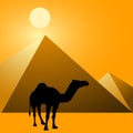 Camel & Pyramids Royalty Free Stock Photo