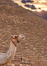 Camel and Pyramids Royalty Free Stock Photo