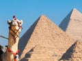 Camel and pyramids