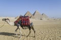 Camel and pyramids