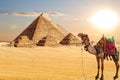 A camel by the Pyramids of Egypt in the desert of Giza Royalty Free Stock Photo