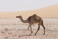 Camel in the Qatari desert Royalty Free Stock Photo