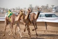 Camel Race