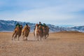 Camel race competition during the Golden Eagle Festival held in the winter in Ulgi Mongolia Royalty Free Stock Photo