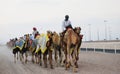 Camel race , doha, Qatar