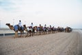 Camel race , doha, Qatar