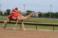 Camel race