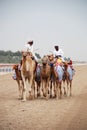 Camel racing