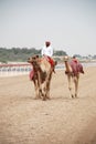 Camel racing