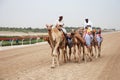 Camel racing